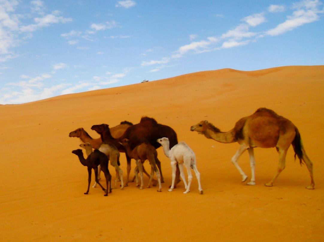 世界最大的沙漠--沙漠帝国：撒哈拉沙漠