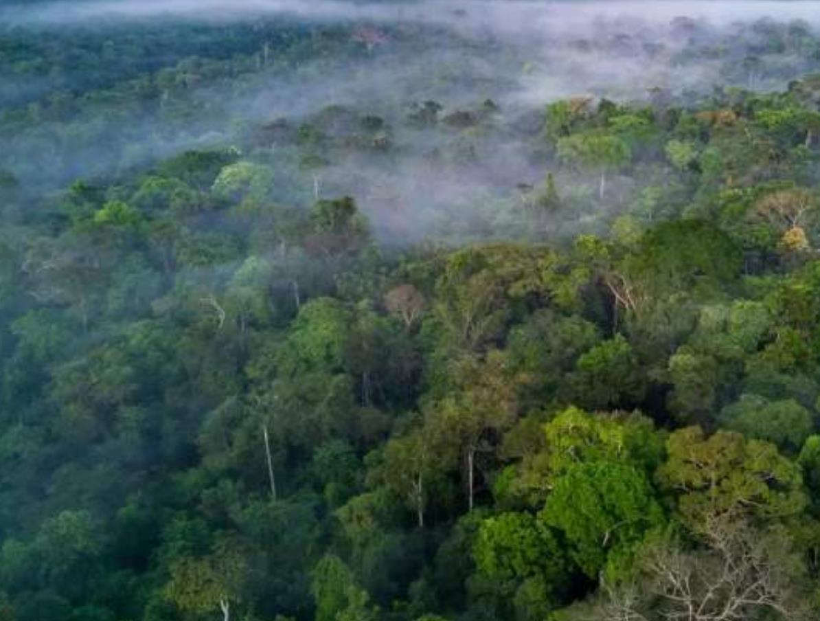 世界上最大的雨林——亚马逊雨林
